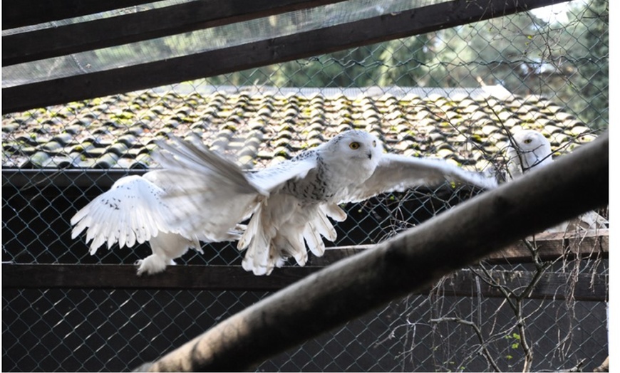 Image 6: Tageseintritt für 1 Familie in den Solinger Vogel- und Tierpark