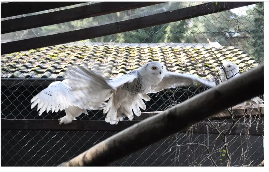 Familien-Tageskarte für den Solinger Vogel- und Tierpark