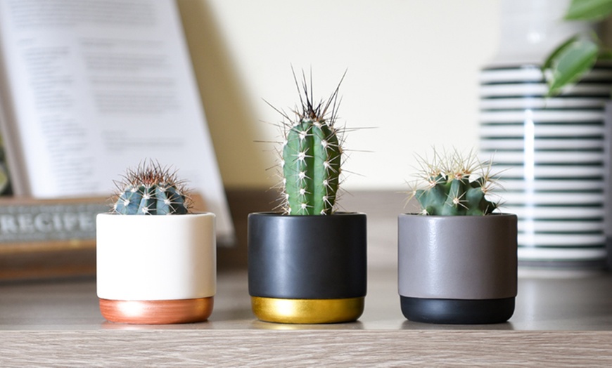 Image 1: Mini Cactus Collection