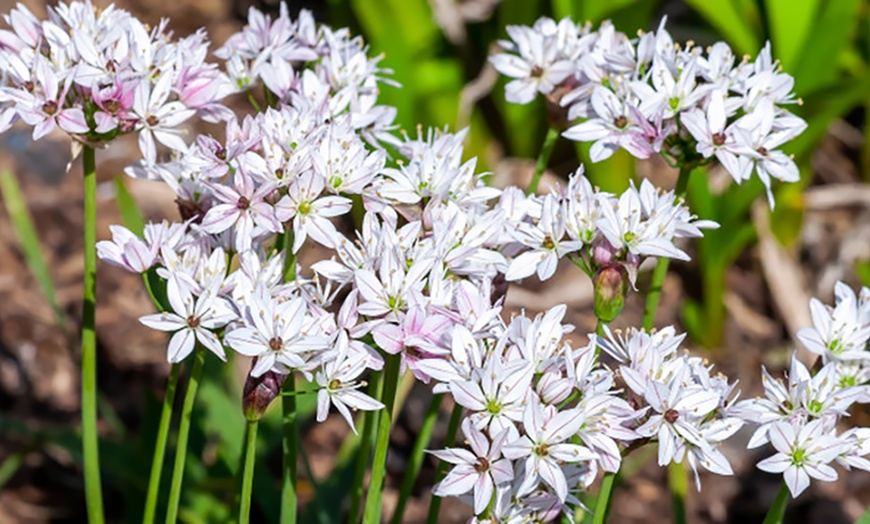 Image 5: Allium Meadow Collection