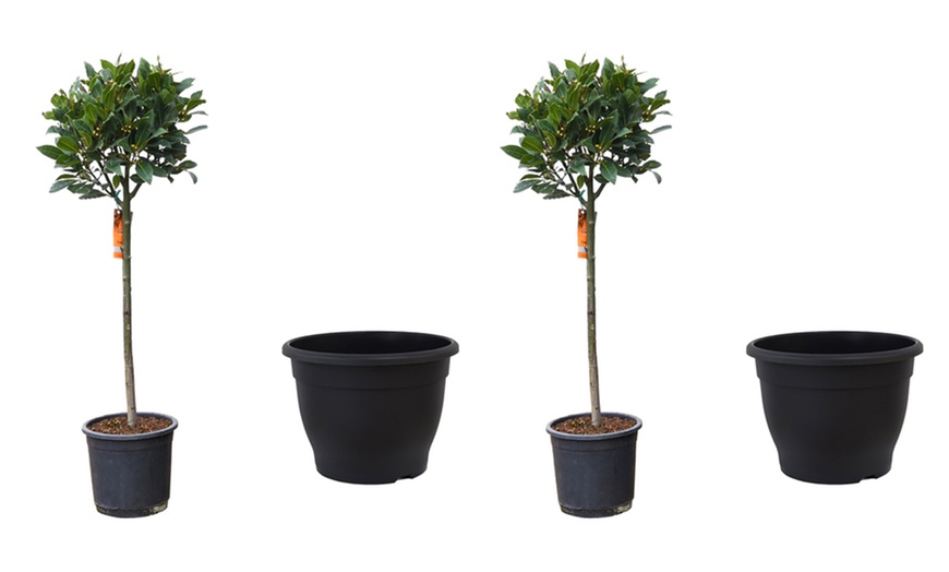 Image 9: One or Two Bay Tree Standard Pots with Optional Planters