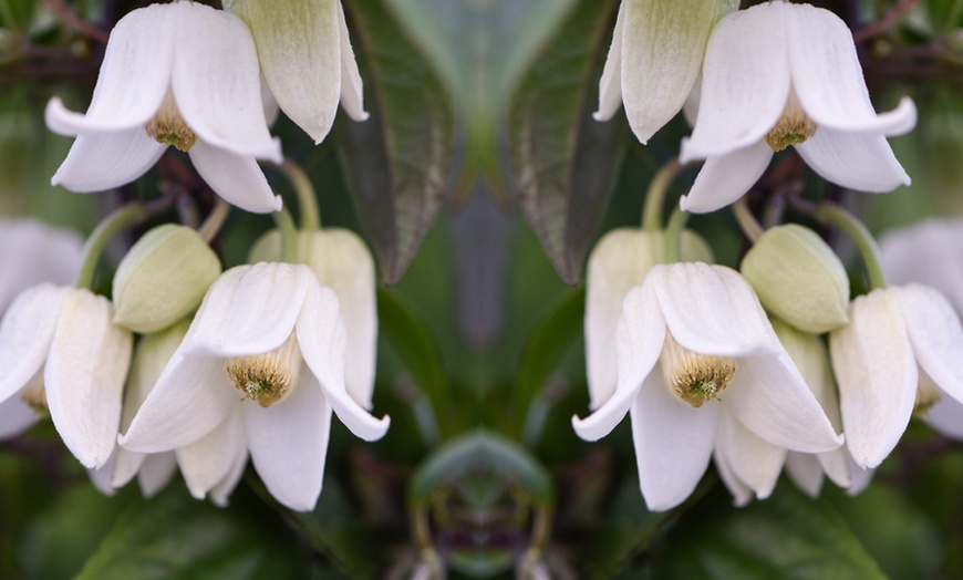 Image 3: Winter Beauty Clematis, Evergreen Foliage with Optional Tower Pot