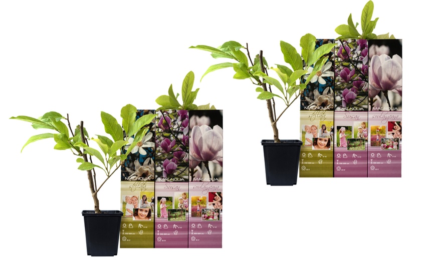 Image 10: 3x oder 6x Set Magnolien