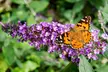 3x oder 6x Schmetterlingsflieder "Buddleja davidii" - Image 4