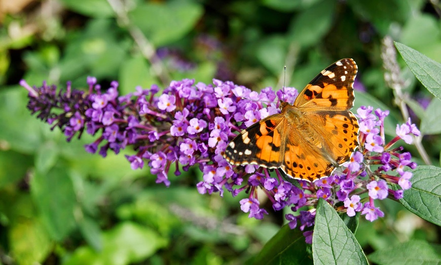 Image 4: 3x oder 6x Schmetterlingsflieder "Buddleja davidii"