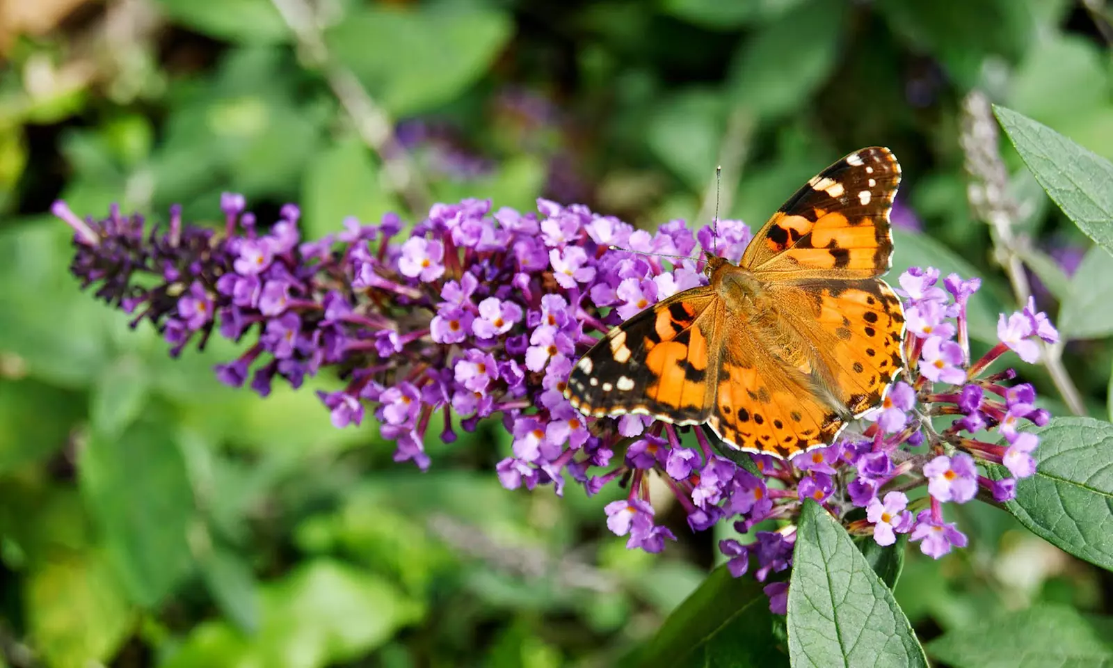 3x oder 6x Schmetterlingsflieder "Buddleja davidii"