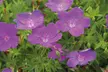 5 or 10 Mixed Hardy Geranium Plants - Second Medium
