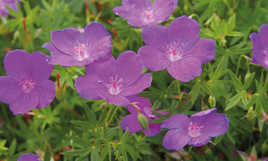 Image 4: 5 or 10 Hardy Geranium Bare Roots Collection