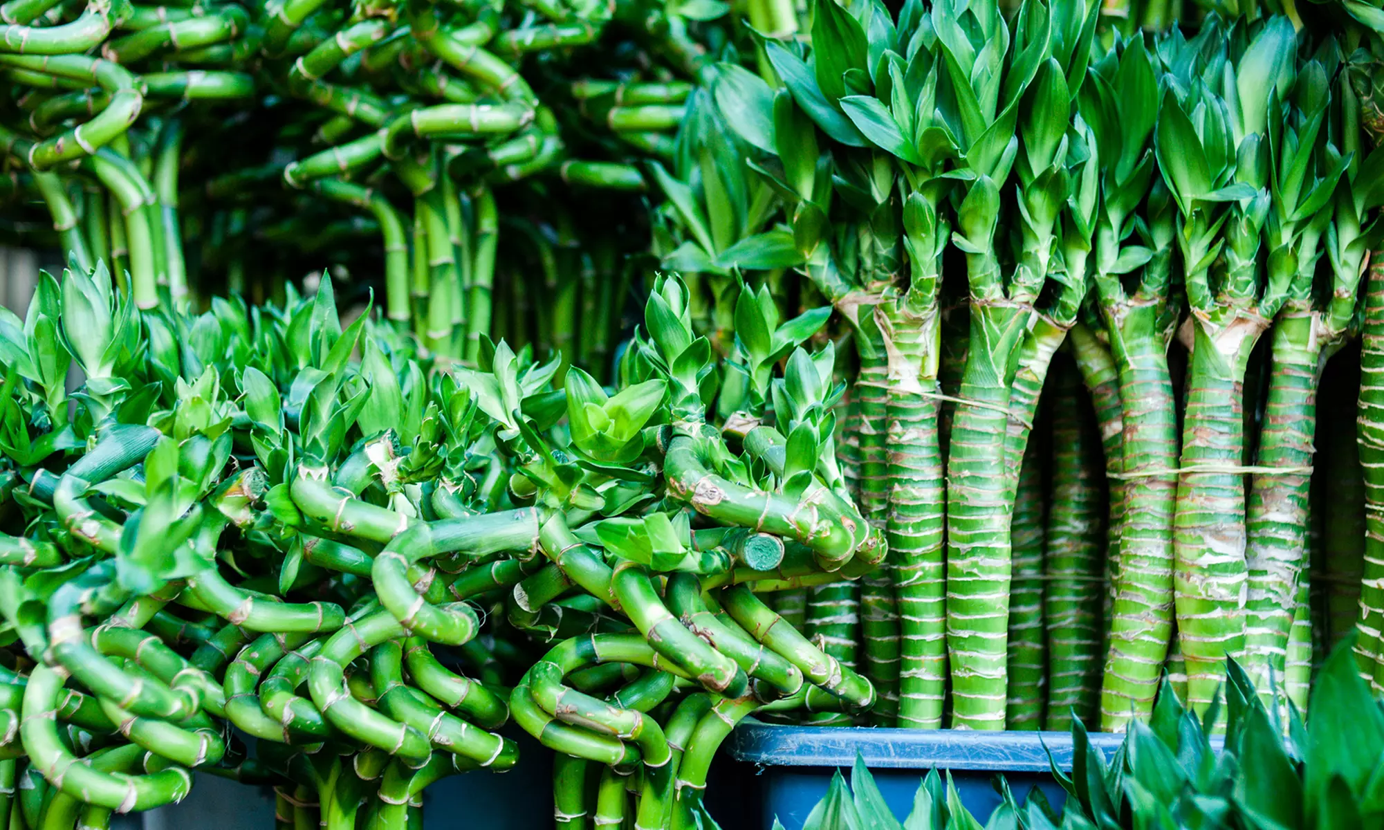 6 ou 12 plantes de bambou porte-bonheur