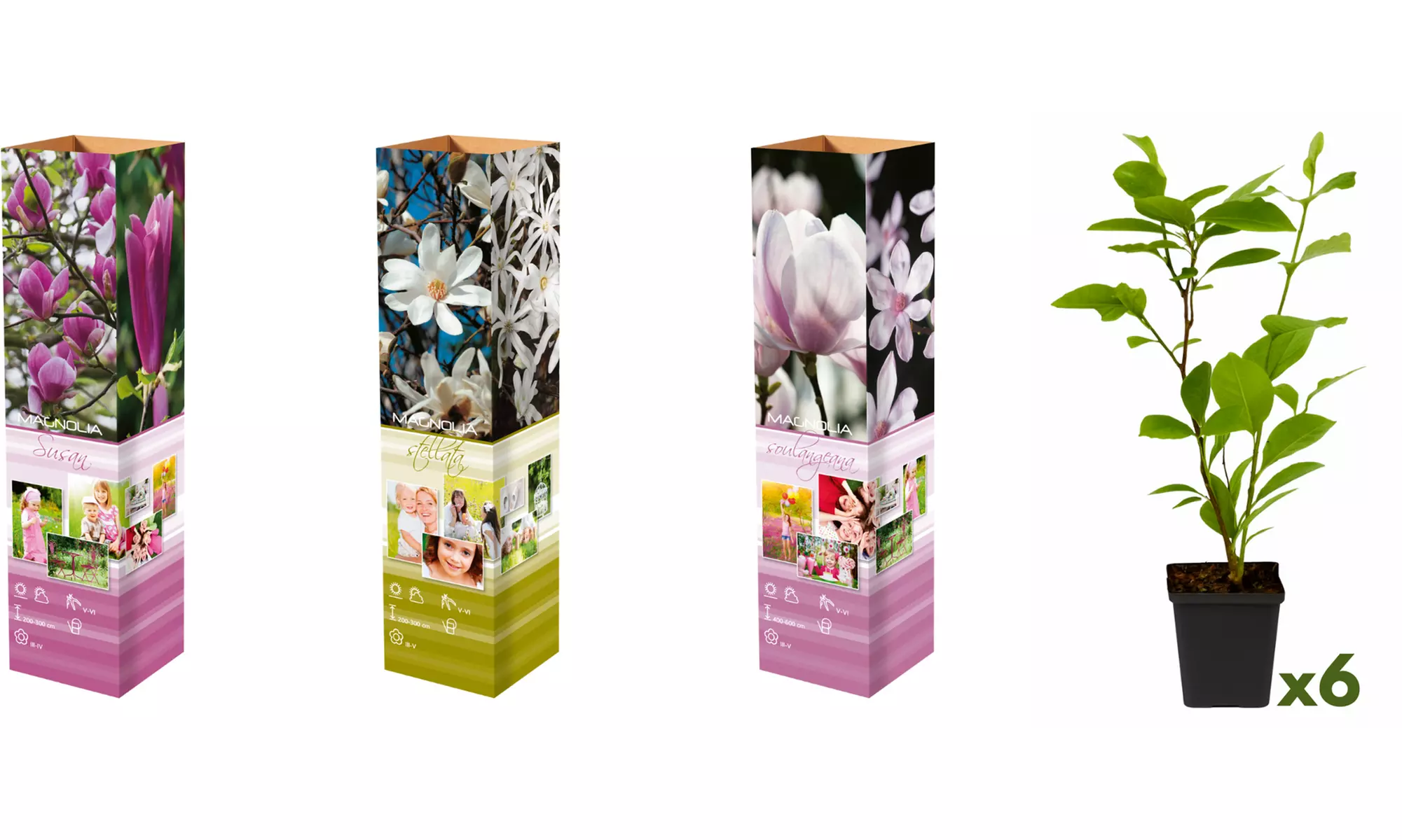 3x oder 6x Magnolien