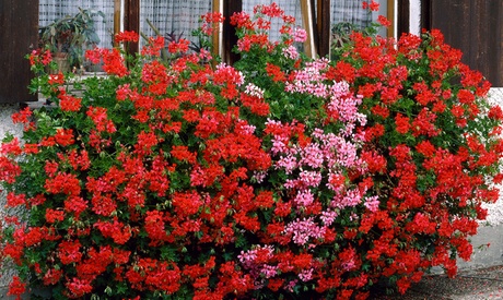 6 piante di geranio rampicante in diversi colori