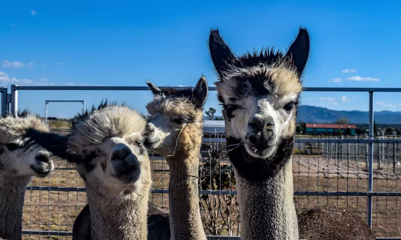 What to expect media