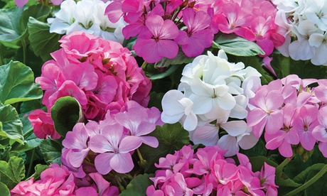 Groupon Unisex Red Geranium Jackpot Mixed And Best Garden Ready Plant Collection:geranium Jackpot Candyfloss Mix 24 Garden Ready Plants