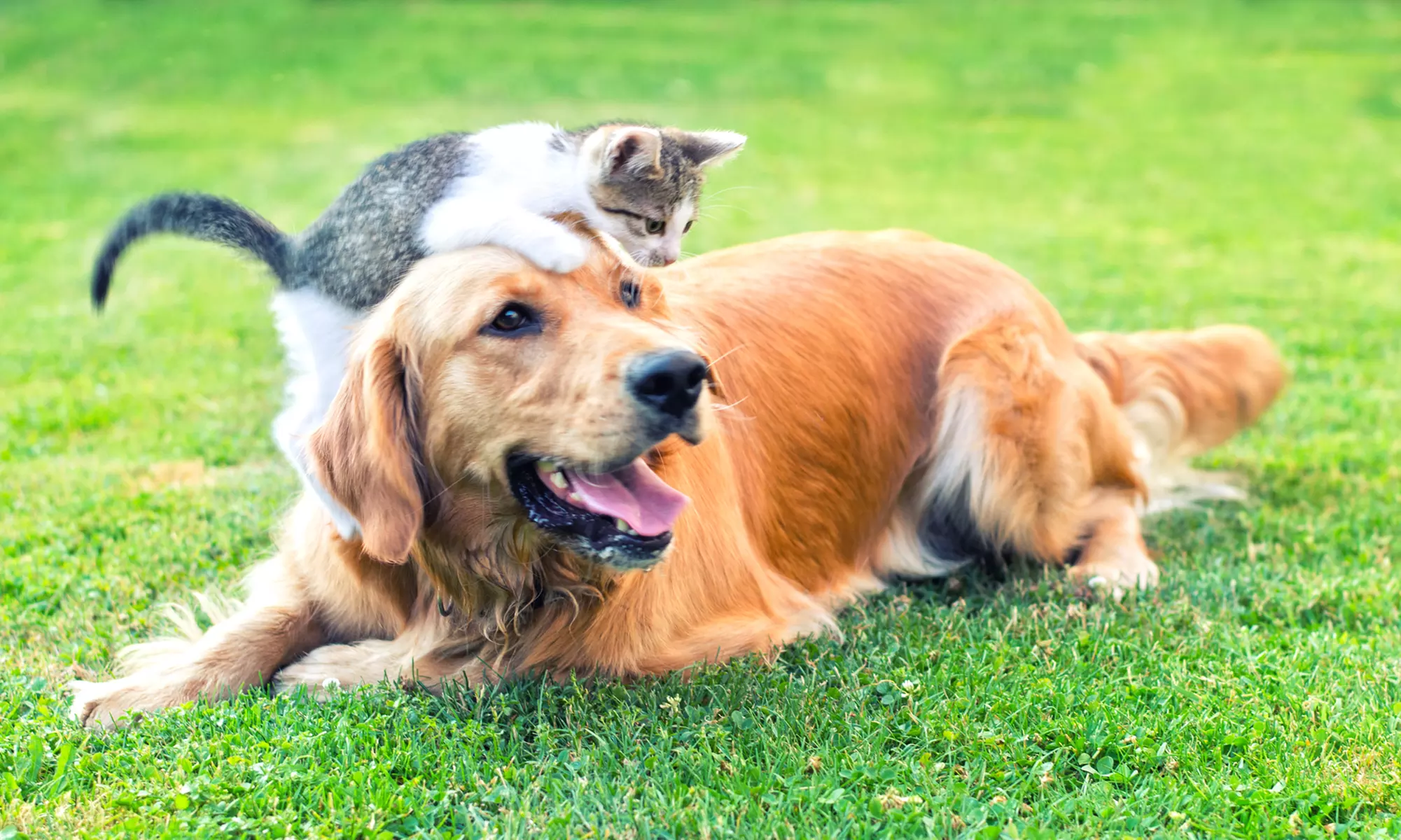 Wellness Exam, Nail Trim, Vaccinations, or Dental Cleaning-Dog/Cat at Viamonte Veterinary Clinic (Up to 40% Off) - Primary Image