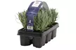 6er, 12er- oder 18er-Set Lavendel-Pflanzen - Second Medium