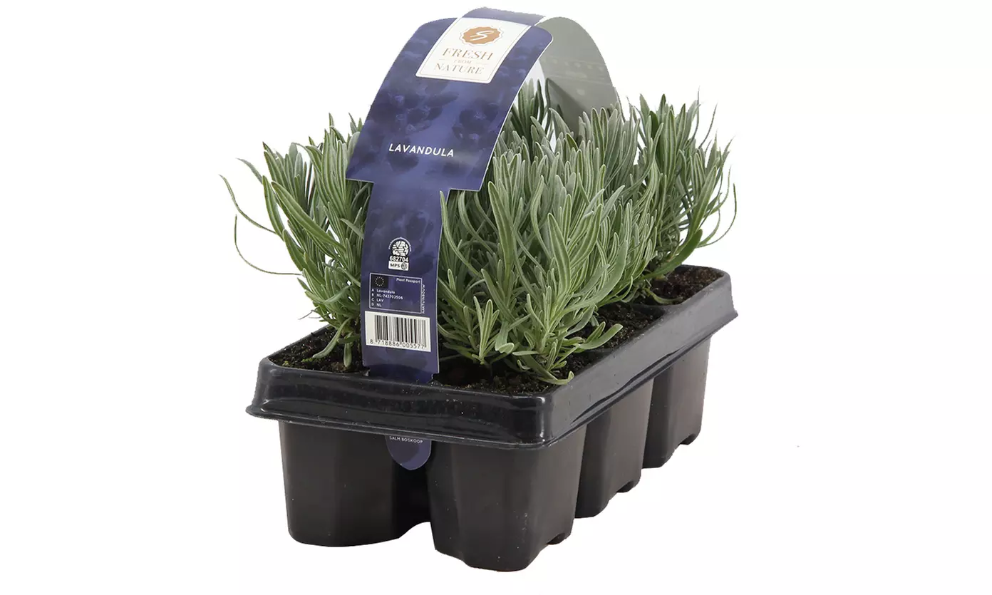 6er, 12er- oder 18er-Set Lavendel-Pflanzen