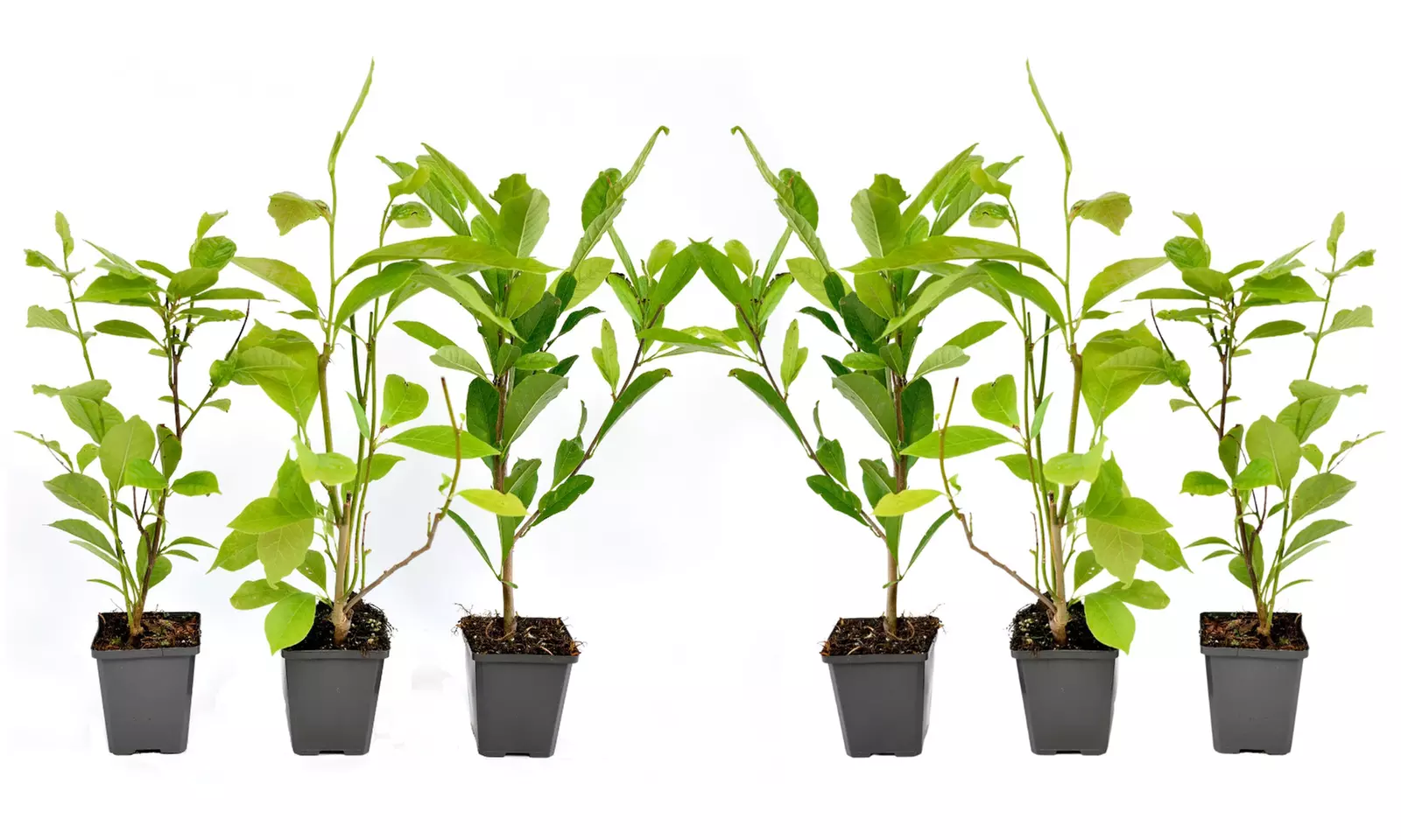 3x oder 6x Magnolien