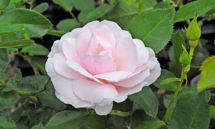 Image 4: Celebration Rose Bush Plants – 9 Varieties (1 Bare Root Plant)