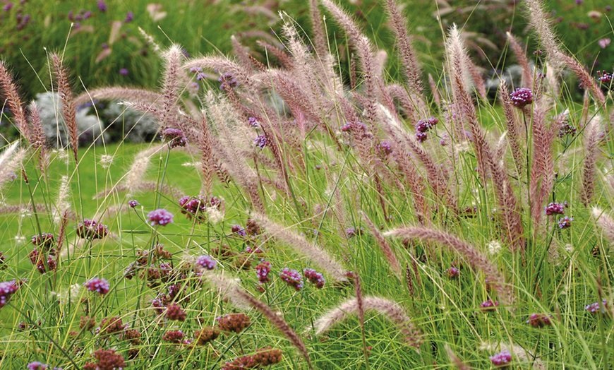 Image 6: Colourful Ornamental Grass Collection - 3, 9 or 15 Plants