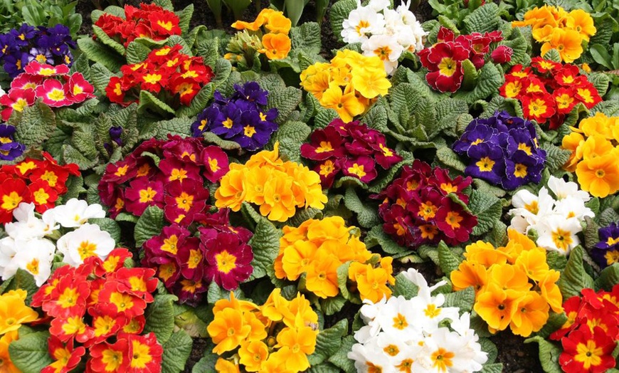 Image 4: Up to 72 Plants Primrose Giant Flowered Mix