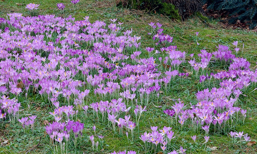 Image 1: Crocus Tommasinianus Plant