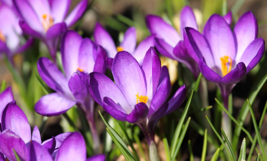 Image 2: 100 or 200 Classic Spring Bulb Collections 