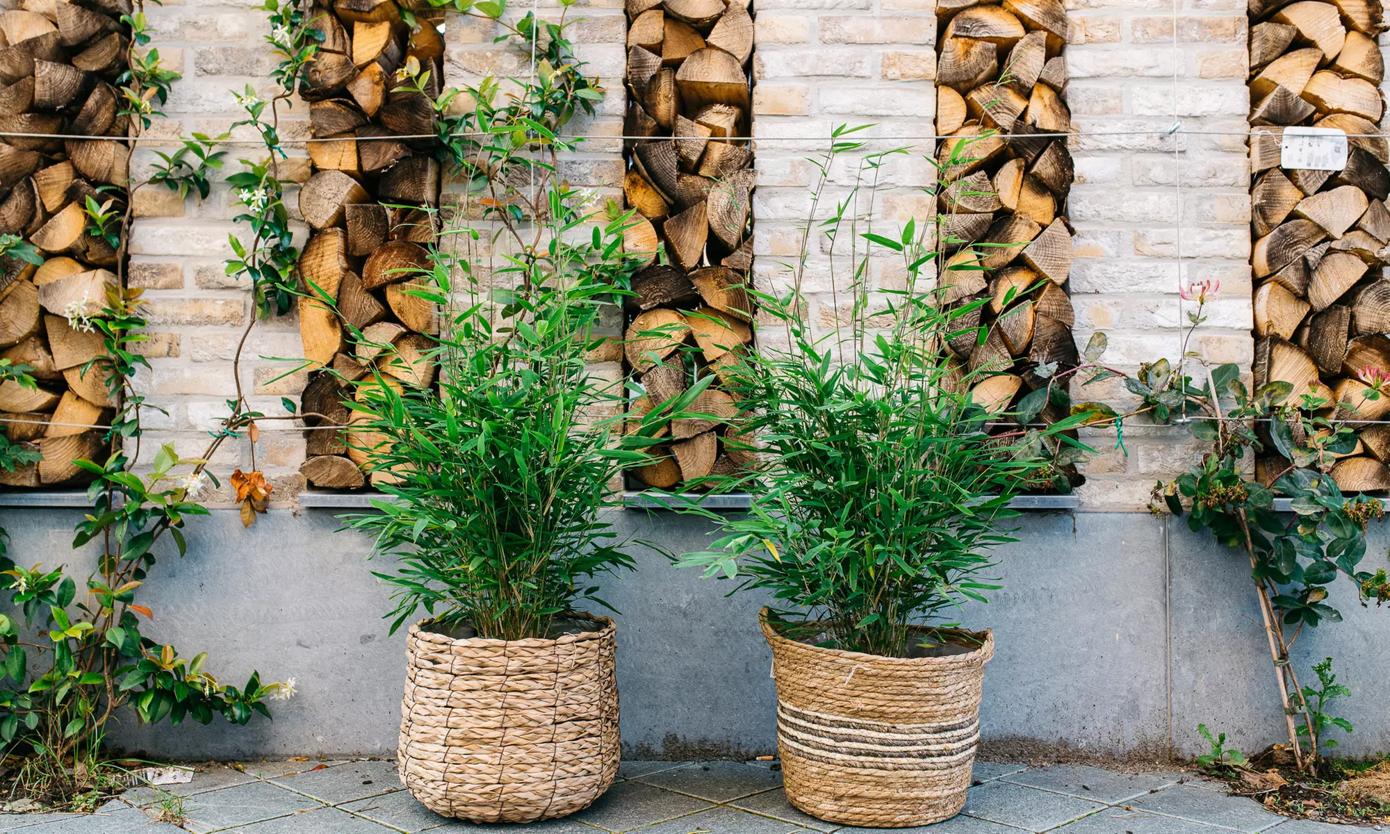 Bamboeplant 'Fargesia XXL'