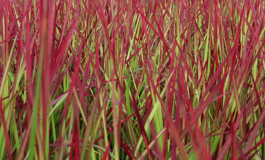 Image 2: Japanese Blood Grass ‘Red Baron’ – 2 or 3 Potted Plants