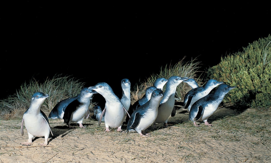 Image 1: Penguin Parade, Milking Farm & Koala Park Day Tour