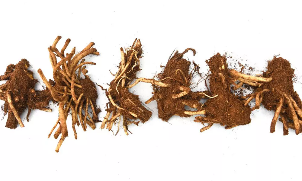 Agapanthus Blue & White Collection – 6 or 12 Plants