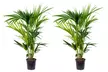 1 of 2 Howea Kentia palmen met luchtzuiverende werking - Image 5