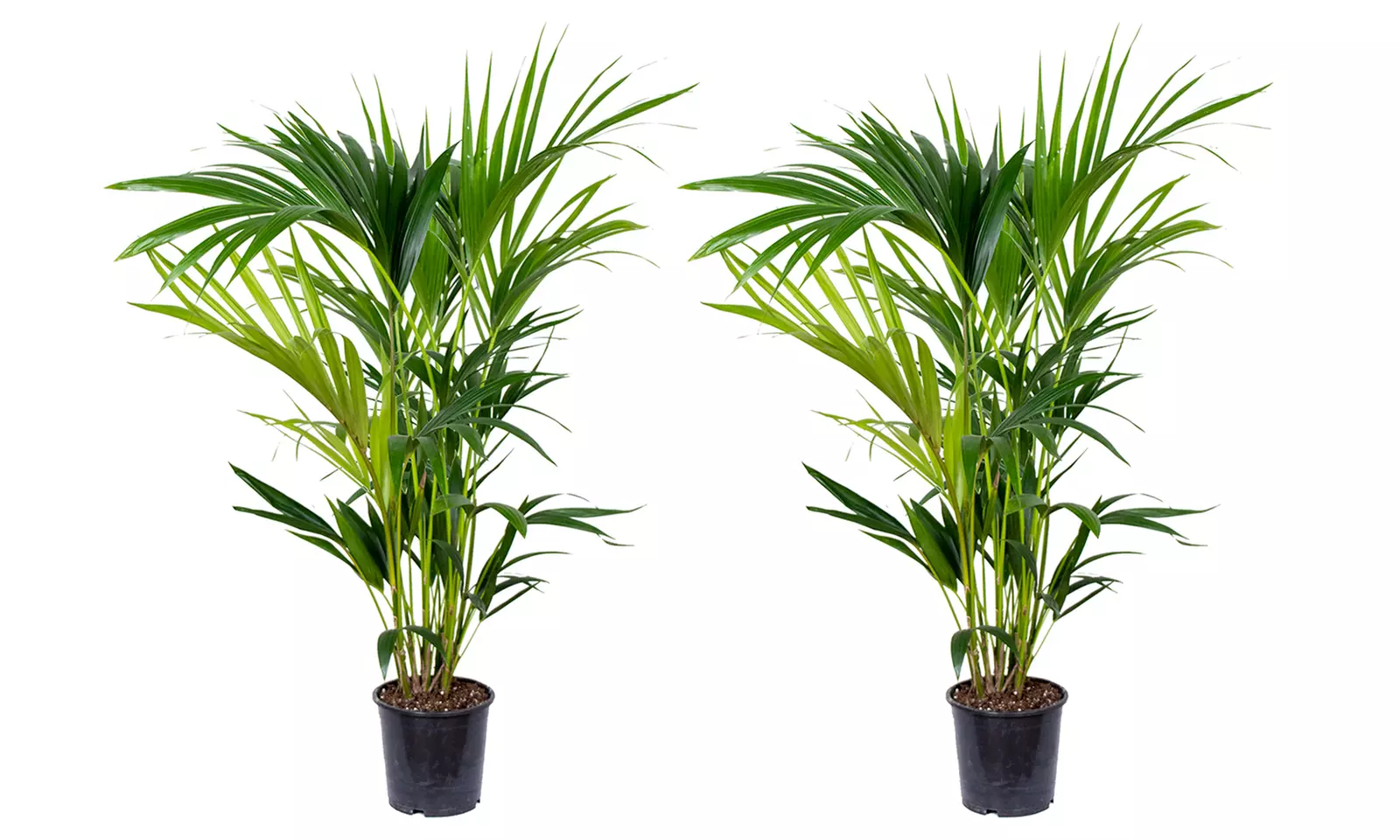 1 of 2 Kentia palmplanten