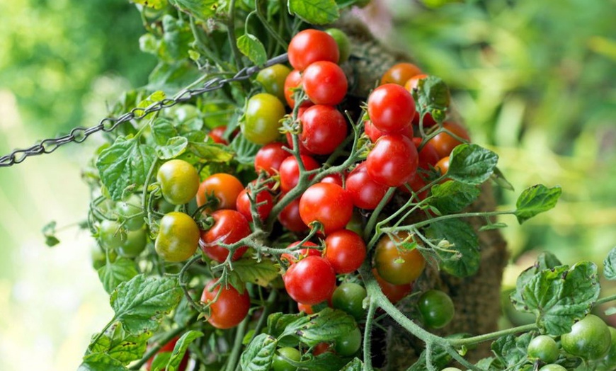 Image 2: Three or Six Tomato 'Tumbling Bella' Jumbo Plug Plants