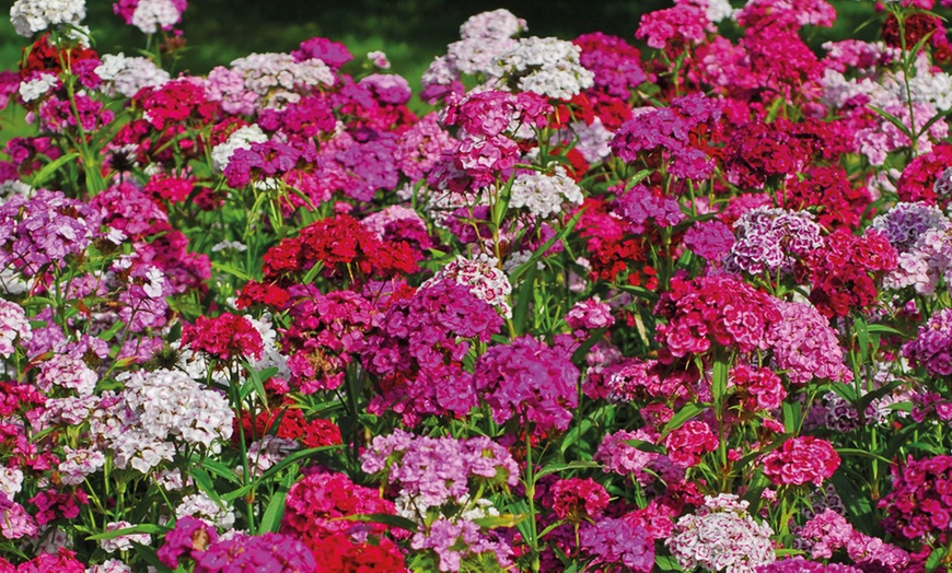 Image 11: Winter Flowering Bedding Plants