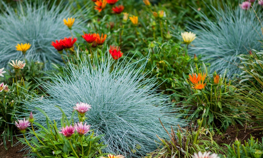 Image 1: Set Festuca Blue-planten