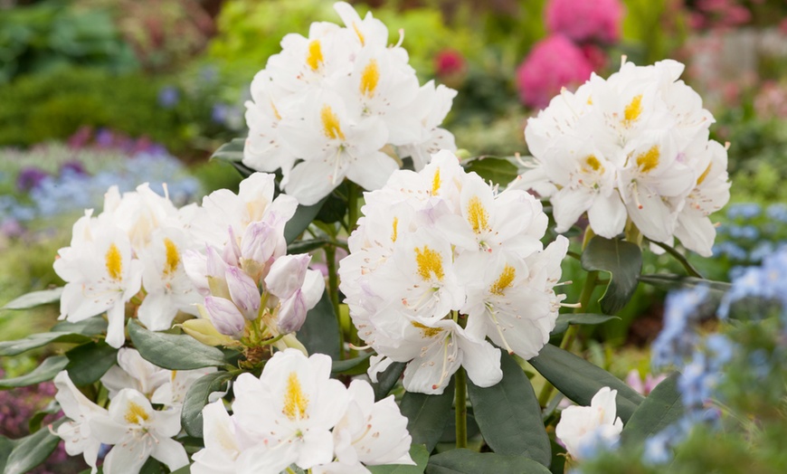 Image 4: Rhododendrons "Catawbiense" , "Cunningham" ou "Elegans"