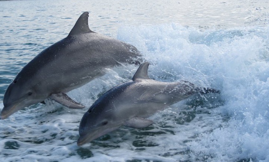 Image 7: Sip, Sail, & Spot Dolphins: Morning, Sunset, & Sandbar Cruise for Up to 6 People w/ Siesta Dolphin Tours (Up to 50% Off)