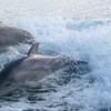 Image 7: Sip, Sail, & Spot Dolphins: Morning, Sunset, & Sandbar Cruise for Up to 6 People w/ Siesta Dolphin Tours (Up to 50% Off)