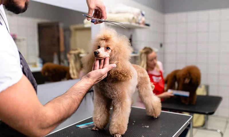 Formation toilettage canin avec International Open Academy