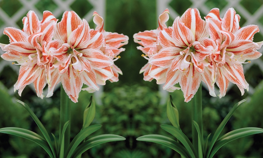 Image 6: Three or Six Amaryllis Bulbs Collection