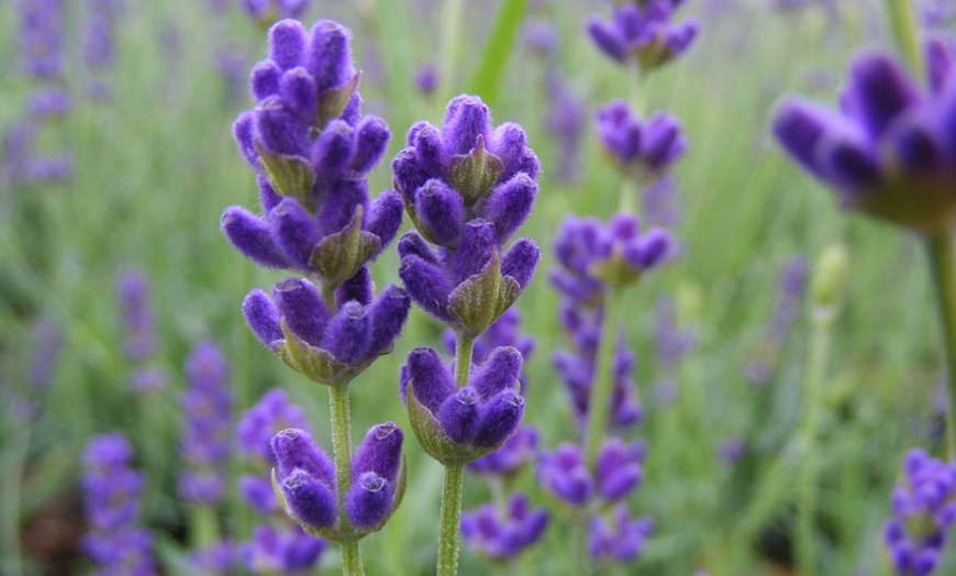 Image 6: Up to 12 Fragrant English Lavender ‘Hidcote’ 9cm Potted Plants 