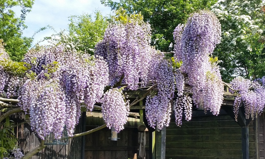 Image 1: Scented Wisteria Prolific – 1 or 2 Potted Plants (1.5-Litre Pots)  