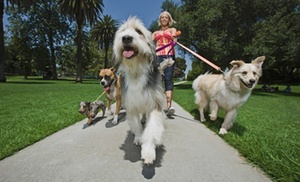 Dog Walking and Pet Home Sitting Diploma at Online Academies