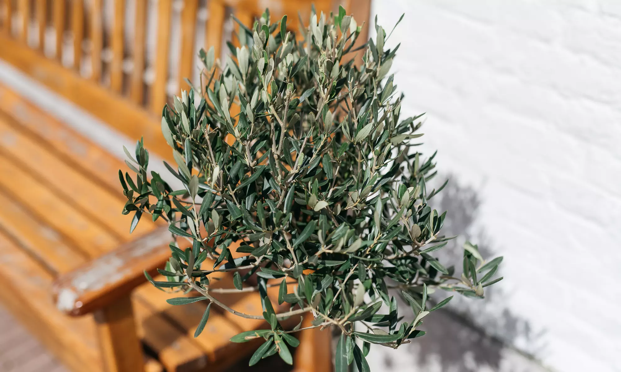 1 of 2 XXL rustieke olijfbomen