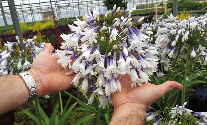 Image 8: Potted Agapanthus Plants – 7 different Varieties
