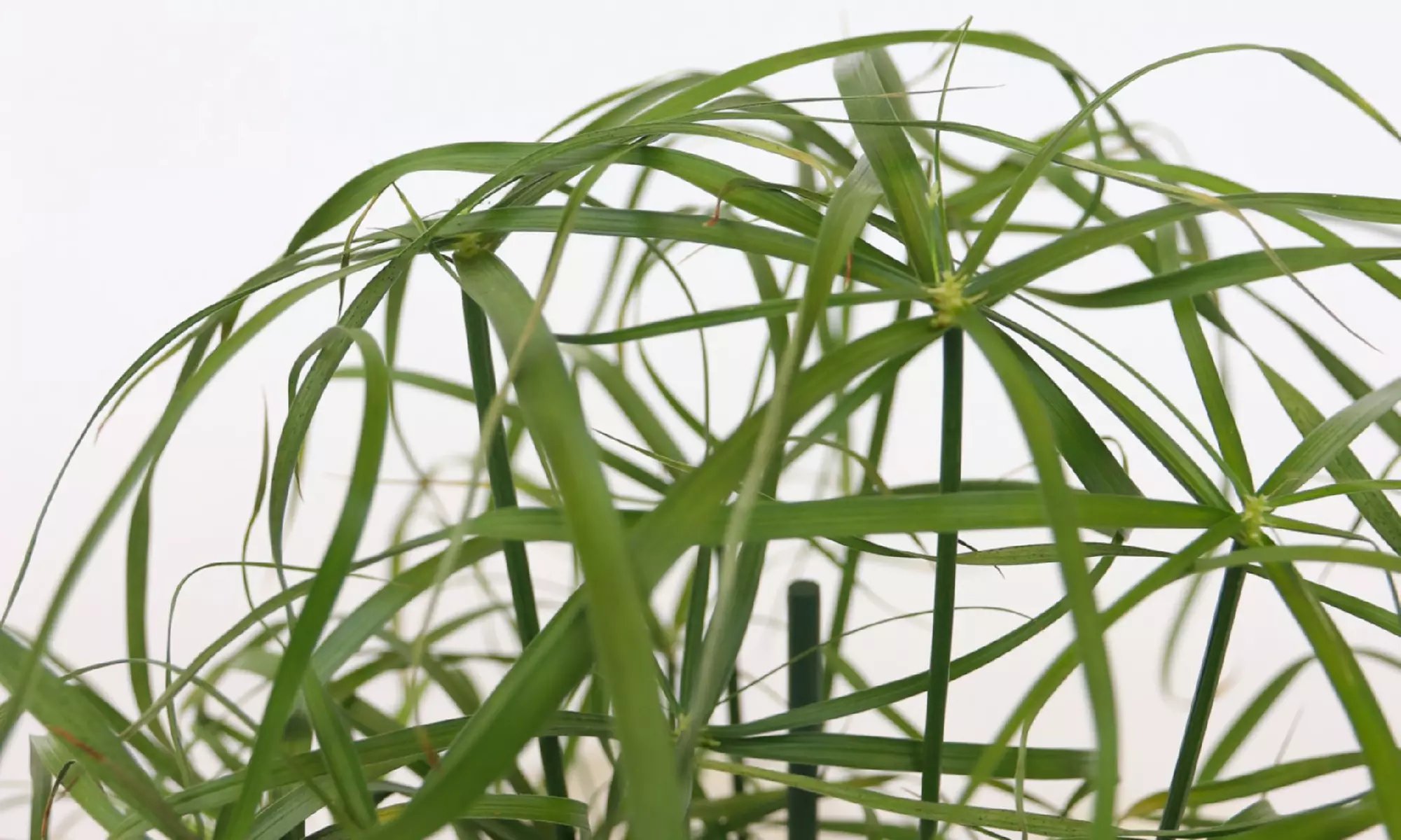 2x oder 4x Zypergräser "Cyperus alternifolius" - Second Medium