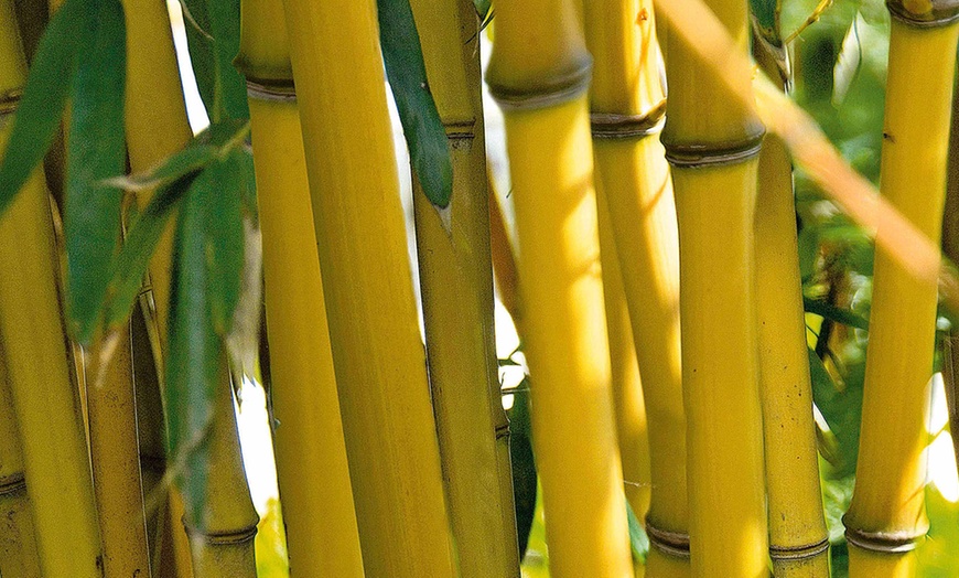 Image 1: Yellow Bamboo Three-Pack