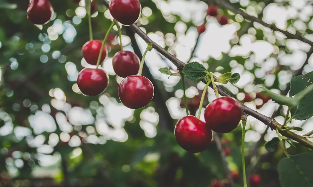 3 o 5 alberi da frutta XXL