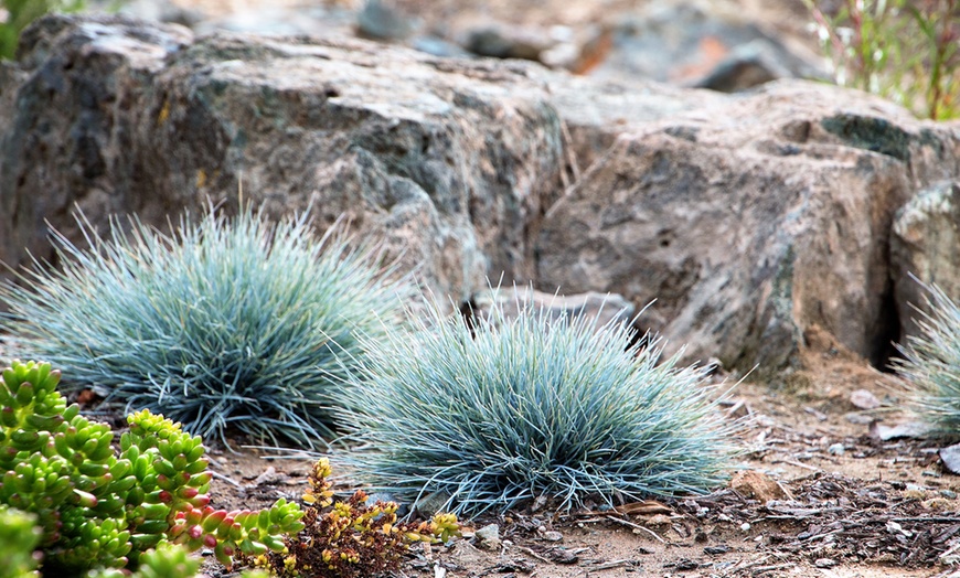 Image 4: Planta Festuca Glauca