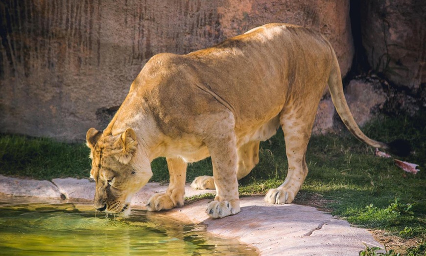 Image 13: Zoo and Learning Centre Entry: Child (AED 8), Adult (AED 25)